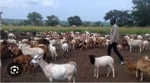 Mbuzi Na Kondoo Inauzwa - 4/6