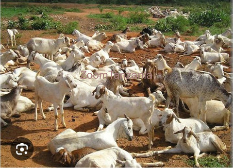 Mbuzi Na Kondoo Inauzwa - 5/6