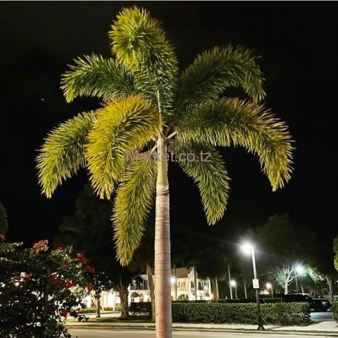 Fox Tail Palm for Sale