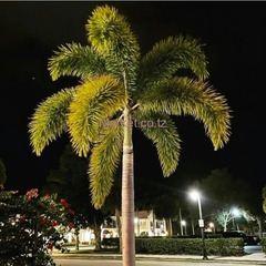 Fox Tail Palm for Sale