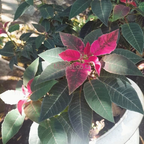 2026 Green Flower for Sale