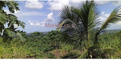 41 Acres Land for Sale in Mkuranga