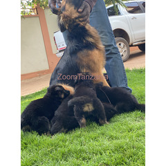 Pure Germanshepherd Long coat for sale